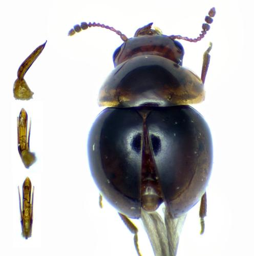 Réf. 336 863 : Agathidium varians
